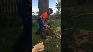 How to fell a rotten tree, with a chainsaw 