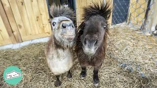 Girl Brings Home Tiny Horses. Now They Run Her Farm | Cuddle Buddies