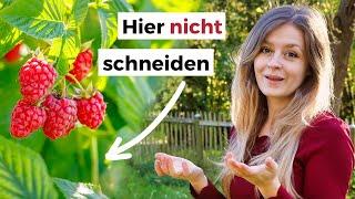 Blitzanleitung Himbeeren schneiden: Sommer- und Herbsthimbeeren