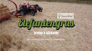 Miscanthus- Ernte 2023 mit einreihigem Maishäcksler. Chinaschilf für neue Produkte auf  baumfrei.de