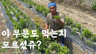 큰꽃삽주 뿌리만 드셨다고요? 이것도 드셔보세요!