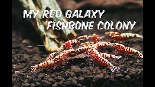 My Red Galaxy Fishbone Colony