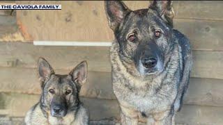 Connecticut woman's dogs shot, beheaded, skinned after being mistaken for wolves