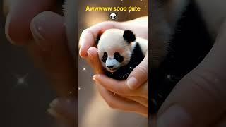 so cute panda #shorts #shortsfeed #ytshorts #pandavideo #panda