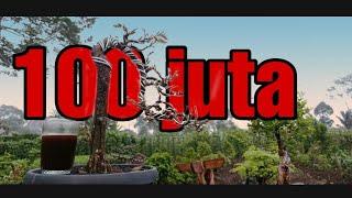 punya bahan bonsai lurus jangan dibuang jangan anggap sepele