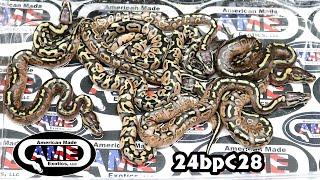 24bpC28 fm Pastel YB Het Paint x m Paint