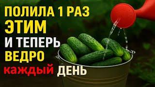 Первая важная подкормка огурцов: полейте этим — и урожай будет ведро каждый день! Народный рецепт