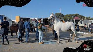 CHEGADA DOS ANIMAIS 41º NACIONAL