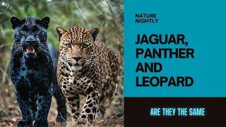 Jaguar, Leopard, and Panther - Are They the Same? #shorts  #viral  #nature