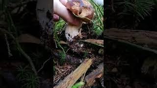 ASMR Picking a Bay bolete (Imleria badia) #fungi #shorts #mushrooms #naturesounds #naturelover