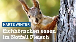 Eichhörnchen: So bereiten sie sich auf den Winter vor | hessenschau