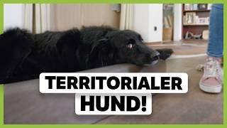 Territoriale AGGRESSION beim Hund beruhigen: So kannst du ihm helfen zu entspannen