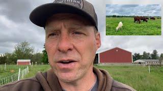 $4.2 mil vs $536K - Sheep vs Cattle Profitability on Grass