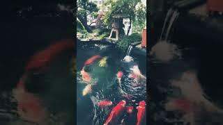 KOI IMPORT POND CHAMPION HIGH QUALITY-KOI SUPER JUMBO CHAMPION VIALA ASIA.NATSUKOI WA0895326061666