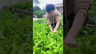 Natural life and beautiful life (P963) #countryside #garden #villagelife #viralvideo #nature #shorts