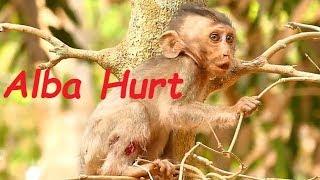 So Pity Poor Baby Monkey Alba Hurt Wound | Baby Monkey Cry Loud Alone | Baby Monkey Videos