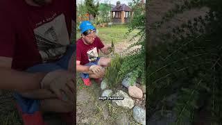 Сделайте это сейчас со своими хвойными и тогда они станут еще пышнее #лайфхак #дача #огород #сад