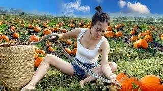Harvesting Pumpkins - going to the MARKET - meeting poisonous SNAKES. FARM | Ngân Daily