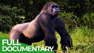 Back to Nature - Wild Animals Return to Their Natural Habitat | Free Documentary Nature