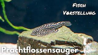 Prachtflossensauger - Sewellia lineolata | Liquid Nature Fisch Vorstellung
