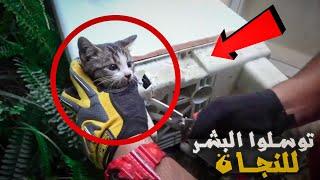 حيوانات طلبت المساعدة من البشر | رد فعل الحيوانات سيصدمك
