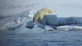 Vogelbeobachtung Spitzbergen mit birdingtours