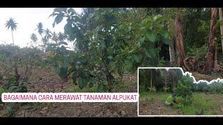 CARA MERAWAT TANAMAN ALPUKAT