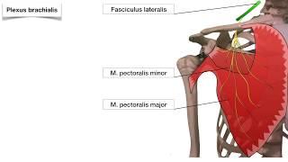 Plexus brachialis bald im Lernportal clipdocs.de