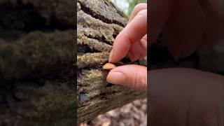 Spring’s Shrooms:Foraging Wild Mushrooms #shorts #nature #asmr #mushroom #spring