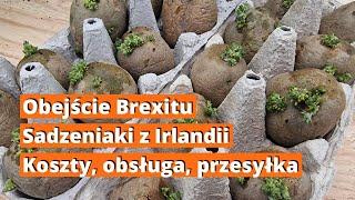 Ziemniaki z Irlandii. Sadzeniaki angielskich odmian ziemniaków prosto z Irlandii. Jakie koszty.