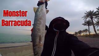 MONSTER BARRACUDA CAUGHT IN TWILIGHT SHORE CASTING | MEDIUM LIGHT SHORE FISHING