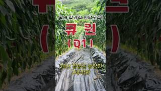 청양군 남양 고추작황  #큐원고추 #Q1고추