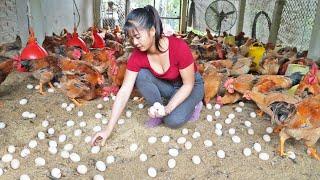 Harvesting a lot of Chicken Eggs goes to market sell - Grow onions in bamboo tubes | Free Bushcraft