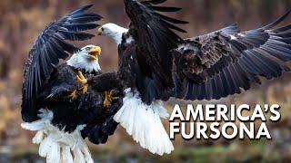 Bald Eagle: America’s Fursona