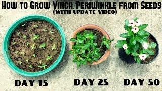 How to Grow Vinca or Periwinkle from Seeds (With update videos)