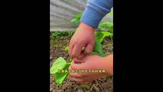 四季豆种植，豐收的技巧