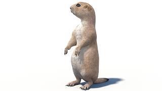 Animated Prairie Dog 3D Model for Download | @PROmax3D