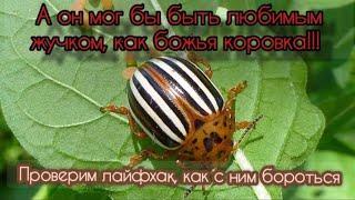 Проверка лайфхака о борьбе с колорадским жучком