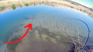 Insane Sight Fishing for Monster Sturgeon in a Shallow Creek!