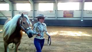 Arenso LK1/2 Showmanship at Halter EWU-C Stavern 6 mei 2018