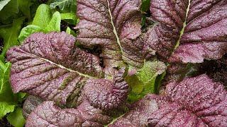 Red Mustard Greens/ Japanese Giant and 5-1-1: #containergardening #alaska511 (December 8, 2020)