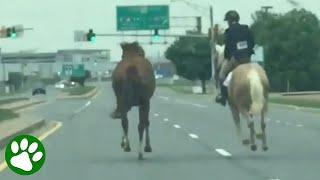 16-year-old girl chases horse on highway