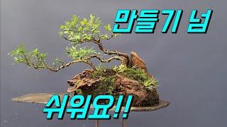 판석에 모아심기/ 진궁합식/분재/야생화/wild flower/bonsai/盆栽