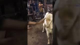 Andul bakra ka fight