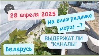 Мороз на винограднике -7. Открытый грунт. Беларусь.
