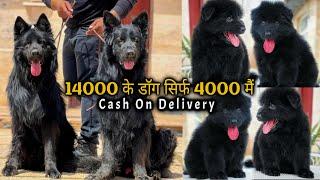 4000rs german shepherd -Low price german shepherd puppies for sale | long coat german shepherd 