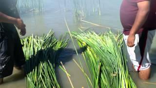 AkaMya Talks: Traditional Tule Boat Making