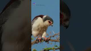 Predator Mini #shorts #kicaubird #birds #birdslover #burungkicau #PygmyFalcon #kicaumania