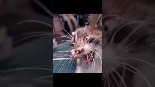 OMG! there is something in this kitten's nose