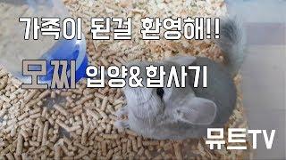 [친칠라] 새 가족 모찌, 그 어려운 합사 .. 과연 ?(뮤트TV 친칠라 입양 & 합사기)